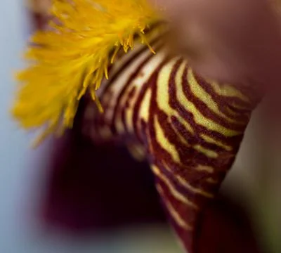 Abstract flower pattern macro floral background blurred texture Stock Photos
