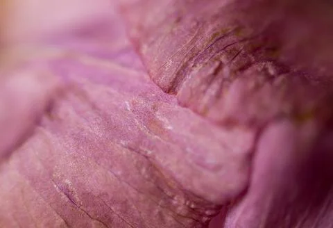 Abstract flower pattern macro floral background blurred texture Foto stock