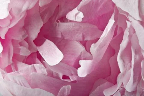 Abstract flower Stock Photos