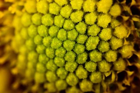 Abstract flower Stock Photos
