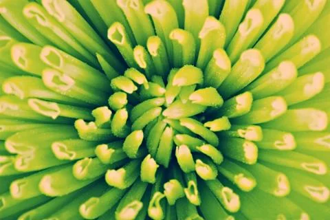 Abstract flower Stock Photos