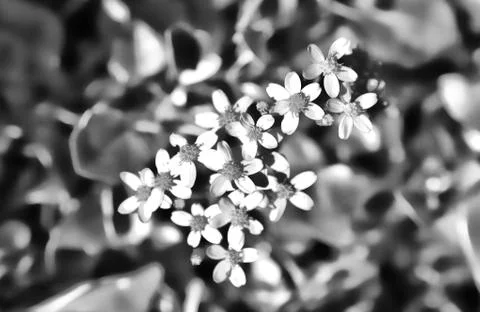 Abstract flower set Stock Photos