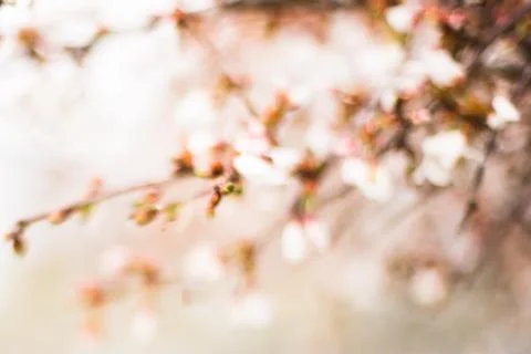 Abstract flower tree Stock Photos