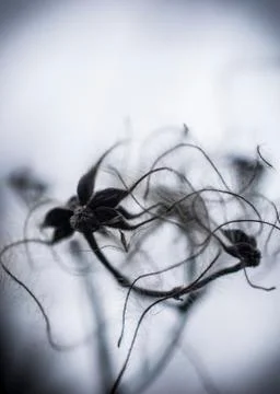 Abstract Flower Vine Close-up Stock Photos
