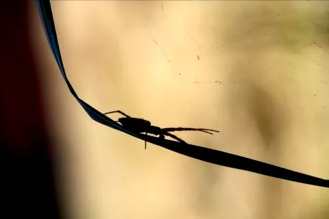 Abstract flower web Stock Photos