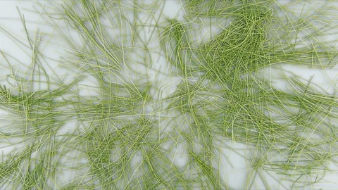 Abstract Flowing Lines, 3d Animation 4k Stock Footage 100156022