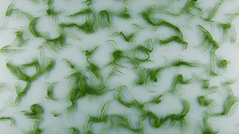 Abstract Flowing Lines, 3d Animation 4k Stock Footage 100158558