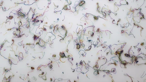 Abstract Flowing Lines, 3d Animation 4k Stock Footage 100158574