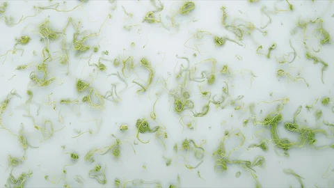 Abstract Flowing Lines, 3d Animation 4k Stock Footage 100158695