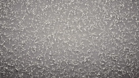 Abstract Flowing Lines, 3d Animation 4k Stock Footage 101121096