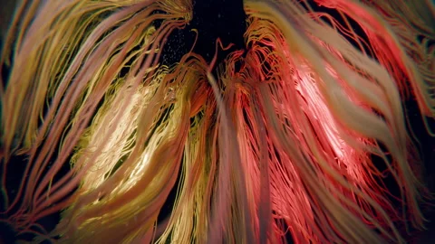 Abstract flowing strands of light in warm yellow and red hues against dark Stock Footage 325790527
