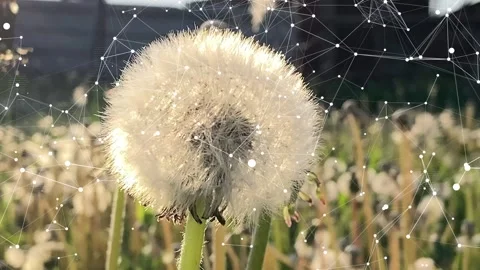 The abstract fluffy dandelion analyses the nature around it. Stock Footage 242218010