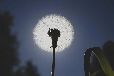 Abstract, fluffy dandelion in the sun, creates a blur, bright, colorful areola Stock Photos