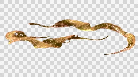 Abstract fluid flow isolated on black with alpha channel. Video stock 229653760