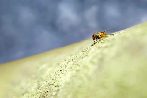 Abstract fly Stock Photos