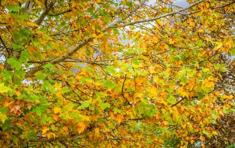 Abstract foliage background, beautiful tree branch in autumnal forest Stock Photos