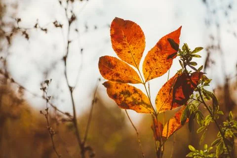 Abstract foliage background, beautiful tree branch in autumnal forest, bright Stock Photos
