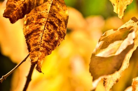 Abstract foliage background, beautiful tree branch in autumnal forest Stock Photos