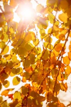 Abstract foliage background, beautiful tree branch in autumnal forest Foto stock