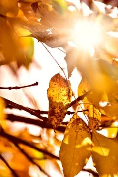 Abstract foliage background, beautiful tree branch in autumnal forest, bright Stock Photos