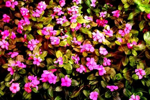 Abstract foliage background Stock Photos