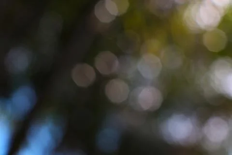 Abstract foliage bokeh with diffuse light creating octagonal patterns Stock Photos