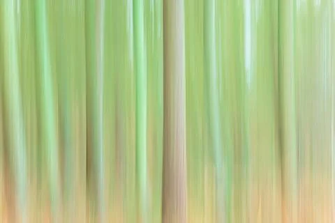 Abstract forest background or pattern with motion blur Stock Photos