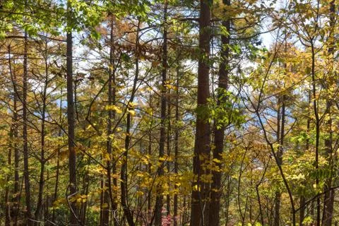 Abstract forest background Stock Photos