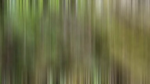 Abstract forest background with vertical motion Stock Footage 344310907
