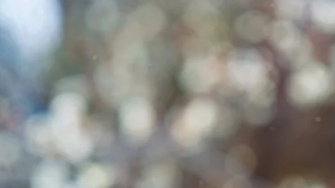 Abstract forest bokeh motion background Stock Footage 108641592