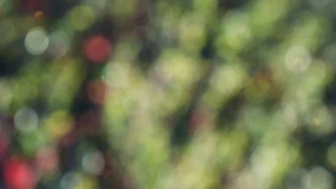 Abstract forest bokeh motion background Stock Footage 108641614