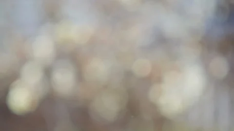 Abstract forest bokeh motion background Stock Footage 108642380