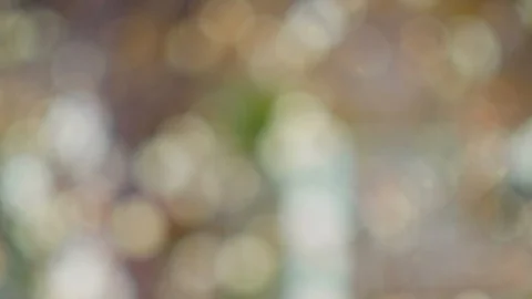 Abstract forest bokeh motion background Stock Footage 108642423