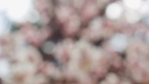 Abstract forest bokeh motion background Stock Footage 108642876