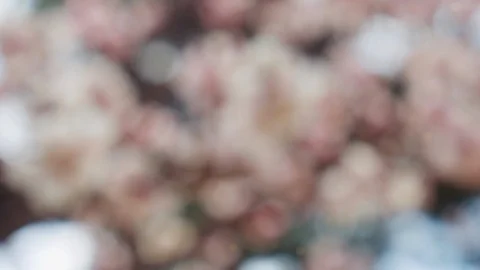 Abstract forest bokeh motion background Stock Footage 108643030