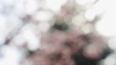 Abstract forest bokeh motion background Stock Footage 108643459