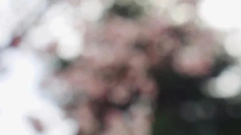 Abstract forest bokeh motion background Stock Footage 108643580