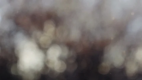 Abstract forest bokeh motion background Stock Footage 114153975