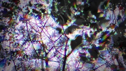 Abstract Forest Canopy With Prism Lens Effect in Sao Paulo Brazil Vídeos de archivo 334721905