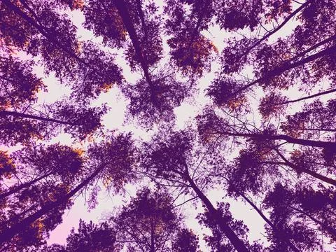 Abstract forest canopy texture in purple and pink colors – artistic background Stock Photos