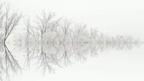 Abstract Forest Stock Footage 123013461