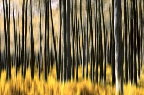Abstract forest Stock Photos