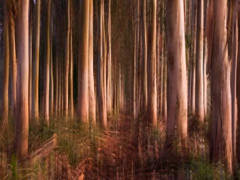 Abstract forest Foto stock