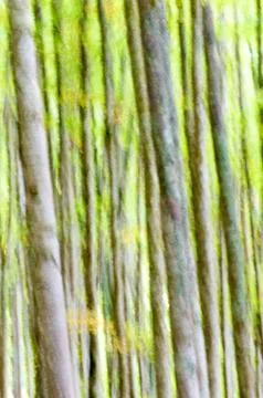 Abstract forest Stock Photos