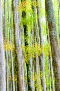 Abstract forest Stock Photos