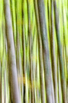 Abstract forest 스톡 사진