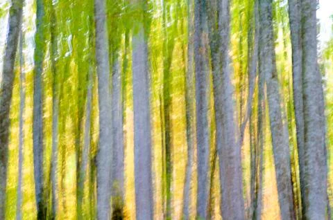 Abstract forest Фото