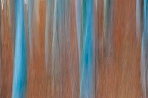 Abstract forest Foto stock