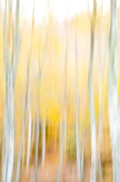 Abstract forest Stockfoto's