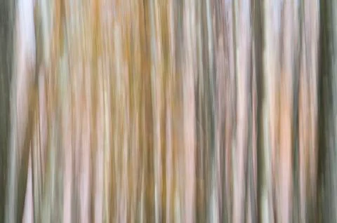 Abstract forest Foto stock